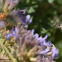 A digger bee, Anthophora urbana in flight, as it heads for another catmint blossom. (Photo by Kathy Keatley Garvey)