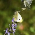 Hello, there! Two cabbage white butterfly, Pieris rapae, meet on  catmint (Nepata) in a Vacaville, Calif. pollinator yard. (Photo by Kathy Keatley Garvey)