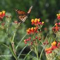 FLOAT LIKE A LEPIDOPTERA--A monarch floats over milkweed, its host plant, in this image taken in Vacaville, Calif. (Photo by Kathy Keatley Garvey)