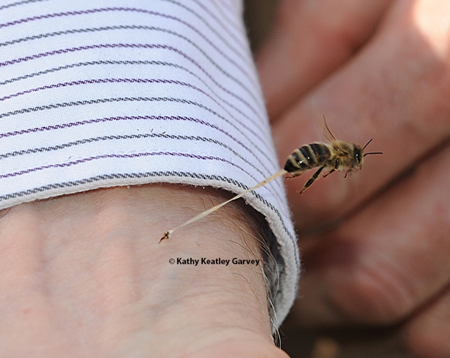 STING LIKE HYMENOPTERA--A honey bee, defending its colony, stings Extension apiculturist (now retired) Eric Mussen of UC Davis. Note the abdominal tissue as the bee is pulling away.  (Photo by Kathy Keatley Garvey)