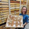 Jessica Gillung, then a doctoral candidate at UC Davis, holds a display of Atlas moths at the Bohart Museum of Entomology. She is now an assistant professor McGill University, Montreal. This week is National Moth Week. (Photo by Kathy Keatley Garvey)
