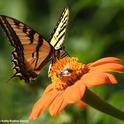 A honey bee and a butterfly, a Western tiger swallowtail sharing some nectar on a Mexican sunflower in a Vacaville pollinator garden. (Photo by Kathy Keatley Garvey)