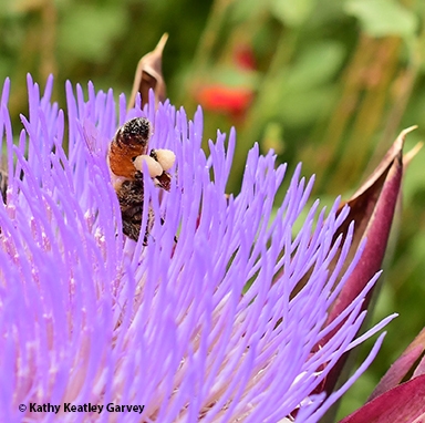 Bottoms up! A pollen-packing honey bee dives into the purple forest. (Photo by Kathy Keatley Garvey)