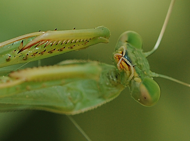 The last thing the prey of a praying mantis sees. (Photo by Kathy Keatley Garvey)