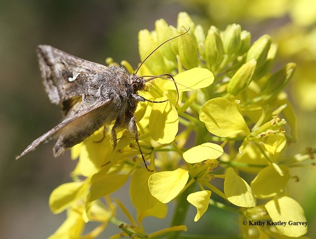 An alfalfa looper moth, Autographa californica, foraging on mustard. Moth identified by Art Shapiro of UC Davis. (Photo by Kathy Keatley Garvey)