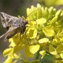 An alfalfa looper moth, Autographa californica, foraging on mustard. Moth identified by Art Shapiro of UC Davis. (Photo by Kathy Keatley Garvey)