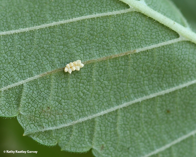 Eggs of the elm leaf beetle. (Photo by Kathy Keatley Garvey)