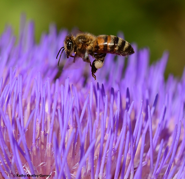 All clear below! A honey bee touches down on the artichoke thistle. (Photo by Kathy Keatley Garvey)
