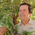 Integrated pest management specialist Frank Zalom in an almond orchard. (Photo by Kathy Keatley Garvey)
