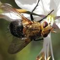 The parasitic tachinid fly feeds on nectar in the Storer Gardens, UC Davis Arboretum. (Photo by Kathy Keatley Garvey)