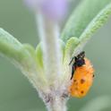 An immature ladybug on sage. (Photo by Kathy Keatley Garvey)