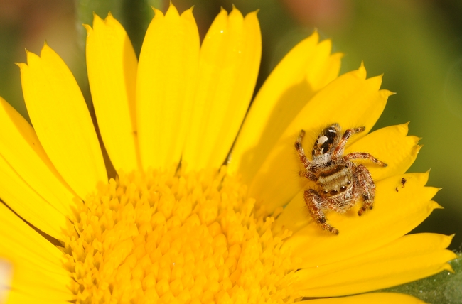 Close-up of jumping spider. (Photo by Kathy Keatley Garvey)