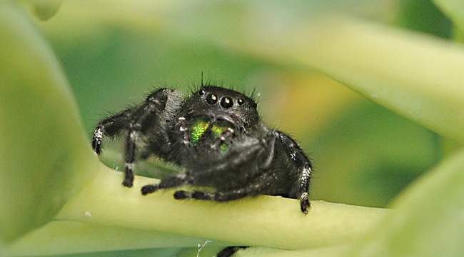 Metallic green chelicerae glowing on the daring jumping spider. (Photo by Kathy Keatley Garvey)
