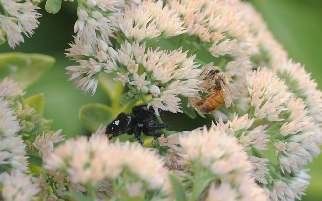 Jumping spider stalking a honey bee. It missed. (Photo by Kathy Keatley Garvey)