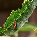 A Gulf Fritillary caterpillar on a passionflower (Passiflora) leaf. (Photo by Kathy Keatley Garvey)