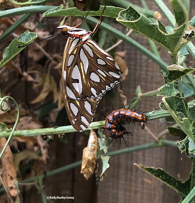 This image shows a Gulf Fritillary caterpillar, a chrysalis and an adult. (Photo by Kathy Keatley Garvey)