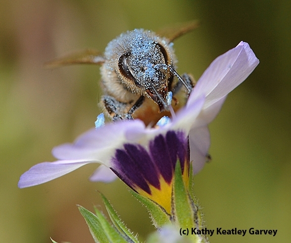 A honey bee dusted in blue pollen from a bird's eye blossom. (Photo by Kathy Keatley Garvey)