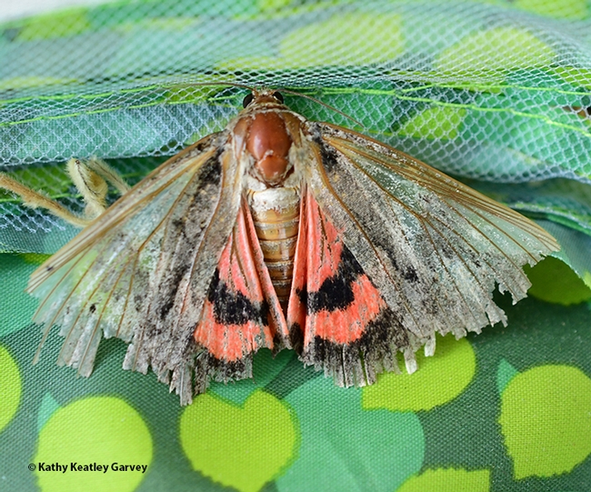 An underwing moth,  maybe a Catocala amatrix, with tattered wings. (Photo by Kathy Keatley Garvey)