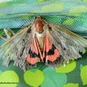 An underwing moth,  maybe a Catocala amatrix, with tattered wings. (Photo by Kathy Keatley Garvey)