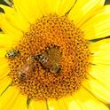 Honey bees sharing an east-facing sunflower with a spotted cucumber beetle. (Photo by Kathy Keatley Garvey)