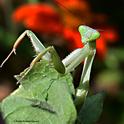 A female praying mantis, Stagmomantis limbata, peers at the photographer in a Vacaville pollinator garden. (Photo by Kathy Keatley Garvey)