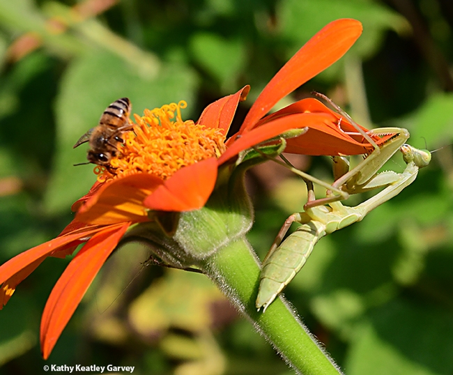 The mantis starts her climb to the top of the Mexican sunflower blossom. (Photo by Kathy Keatley Garvey)