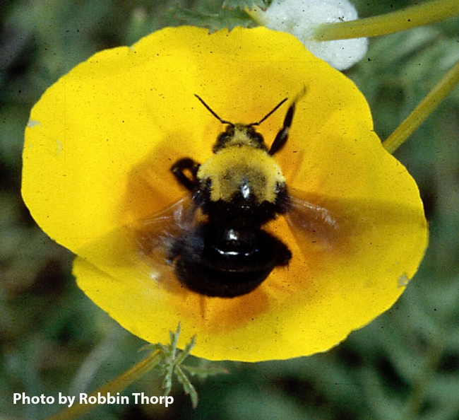 This is Robbin Thorp's image of Franklin's bumble bee. The bee is now on the endangered list.