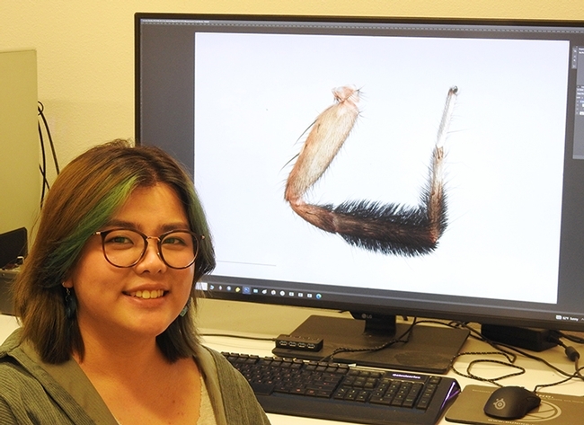 Megan Ma of the James Bond lab with her digital image of a wolf spider leg (male first leg with ornamentaton, coloration and brush for attracting females. (Photo by Kathy Keatley Garvey)