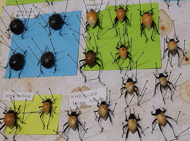 Iris Bright's projects included these pinned  Onymacris (tenebrionid beetles from Namibia). (Photo by Kathy Keatley Garvey)
