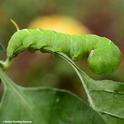 This hornworm is feeding on a pepper plant. (Photo by Kathy Keatley Garvey)