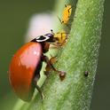 A lady beetle, aka ladybug, munches on an aphid, as another aphid looks as if it's waiting its turn to be eaten. (Photo by Kathy Keatley Garvey)