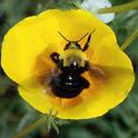 Franklin's bumble bee on a California poppy. (Photo by Robbin Thorp)