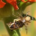A  spider executes Plan Bee. (Photo by Kathy Keatley Garvey)