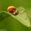 Welcome to the world! A lady beetle, aka ladybug, emerges from its pupal case. (Photo by Kathy Keatley Garvey)