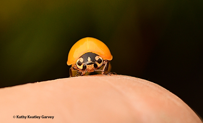 A newly emerged lady beetle, aka ladybug, peers at the photographer. (Photo by Kathy Keatley Garvey)