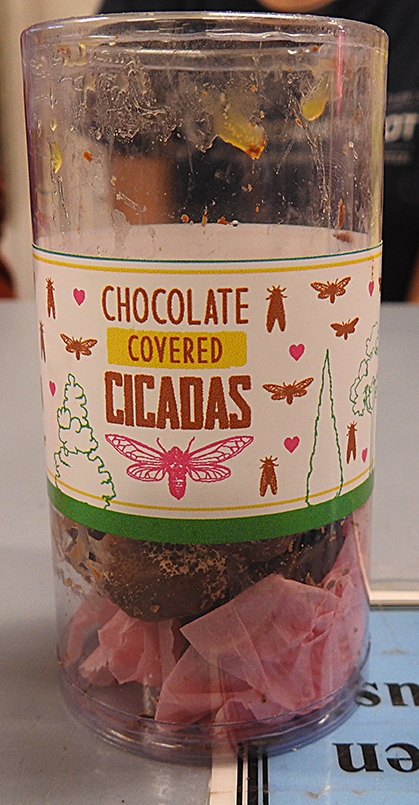 The center of attention: chocolate-covered cicadas. (Photo by Kathy Keatley Garvey)