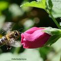 An energetic honey bee heads for a cape mallow (Anisodontea sp. 