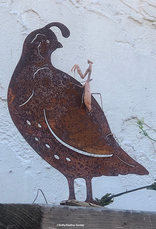 Praying mantis meets quail. (Photo by Kathy Keatley Garvey)