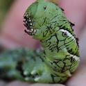 This three-inch-long tobacco hornworm appears to be ready to eat more tomato leaves (or the photographer). (Photo by Kathy Keatley Garvey)