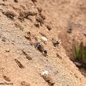 Digger bees, Anthophora bomboides stanfordiana, building their nests in the sand cliffs off Bodega Head. (Photo by Kathy Keatley Garvey)