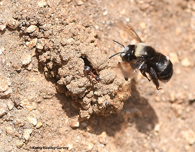 A digger bee,  Anthophora bomboides stanfordiana, heading toward her nest at Bodega Head. (Photo by Kathy Keatley Garvey)