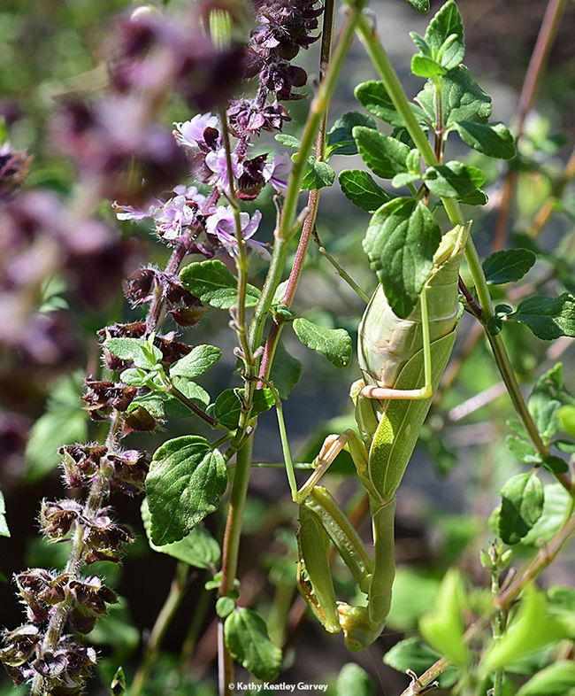 Find the praying mantis! This is a female gravid Stagmomantis limbata.  (Photo by Kathy Keatley Garvey)