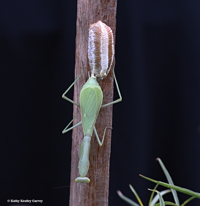 In this 2018 image, a praying mantis, Stagmomantis limbata, deposits her egg case in a Vacaville pollinator garden.  (Photo by Kathy Keatley Garvey)