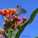 The gray hairstreak, Strymon melinus, finds a play her lay her eggs, on the buds of a tropical milkweed, Asclepias curassavica. (Photo by Kathy Keatley Garvey)