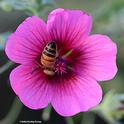 Is there anything more beautiful than a golden honey bee tucked inside the spectacular rosy pink blossom of Anisodontea sp. ‘Strybing Beauty'? (Photo by Kathy Keatley Garvey)