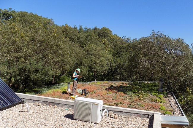 Ecologist and research scientist Maria Silvina Fenoglio (shown here on a green roof) will present a virtual seminar, hosted by the UC Davis Department of Entomology and Nematology, on 