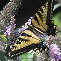 A Western tiger swallowtail, Papilio rutulus, nectaring on a butterfly bush, Buddleia davidii. Many nectar plants will be available at the UC Davis Arboretum Nursery online plant sales. (Photo by Kathy Keatley Garvey)
