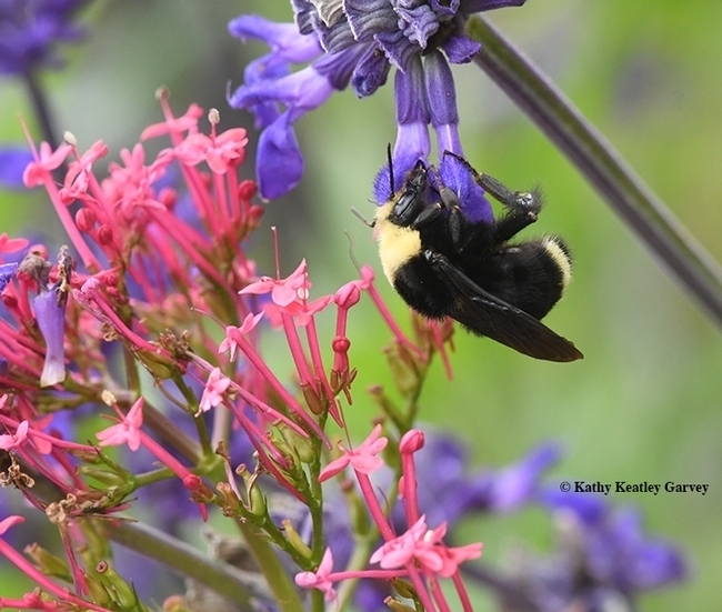 A yellow-faced bumble bee, Bombus vosnesenskii, nectaring on a purple salvia, Salvia farinacea. Salvias are popular in pollinator gardens.(Photo by Kathy Keatley Garvey)