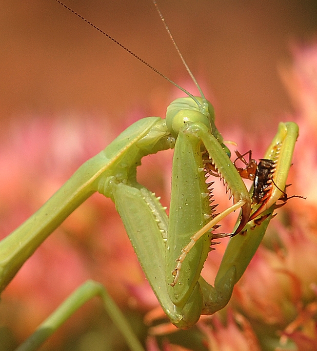 What's for lunch? A praying mantis chows down. (Photo by Kathy Keatley Garvey)