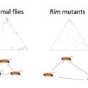 An illustration from the seminar of postdoctoral fellow Sergio Hidalgo Sotelo of the UC Davis Department of Entomology and Nematology.